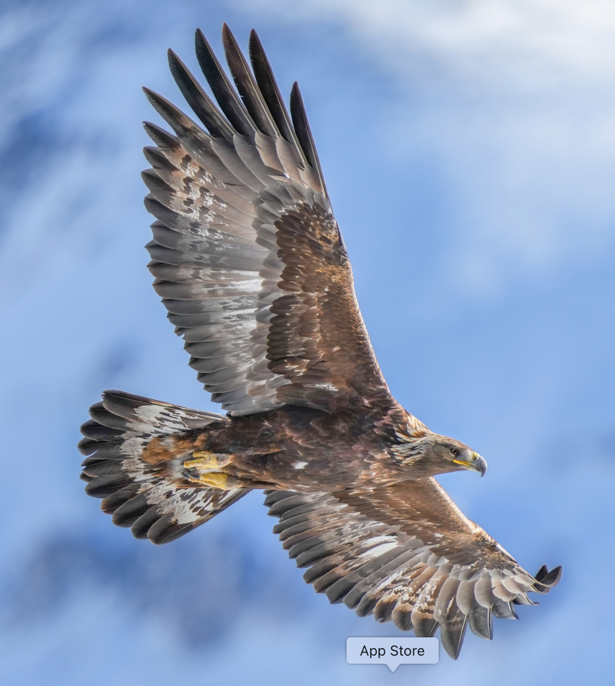 Himalayan winter wildlife