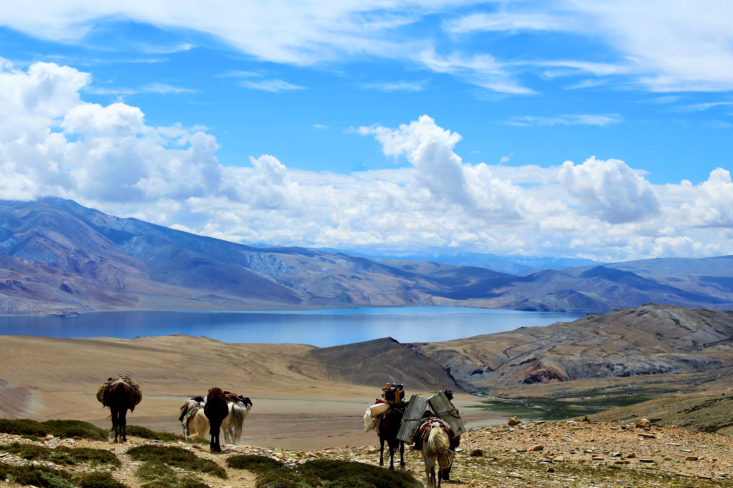 Trekking in Ladakh